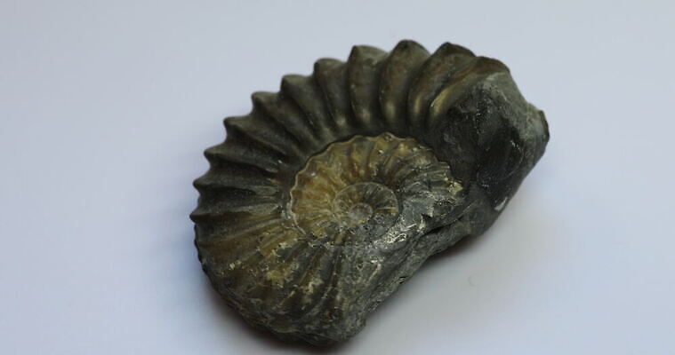 동물 야생동물 바다 자연 생물 연체동물 독일 나선형 사람없음 반짝임 수영 골동품 껍질 역사 오브젝트 생물학 화석 고생물 판화 내추럴 기간 동물상 지질학 쥬라기 4K MOV 해외동영상 클립영상 교육 유럽 무늬 모션 무척추동물 미술 조형물 수상스포츠 생태계 동영상 파일형식