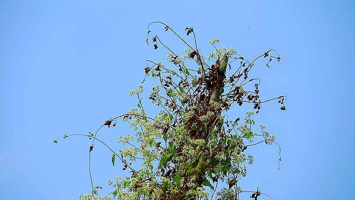 나무 식물 디자인 꽃 벽 컬러 여행 백그라운드 잎 꽃무늬 건축양식 자연 하늘 표면 주택 사람없음 야외 초록색 환경 금속 정원 힘 펼침 덮개 시골 잡초 철 버리기 오브젝트 질감 서식지 내추럴 넘어짐 생태학 어려움 판잣집 MP4 해외동영상 클립영상 교육 건축 무늬 모션 재질 건물 뚜껑 생태계 동영상 파일형식