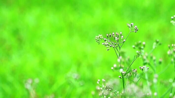 식물 꽃잎 꽃 분홍색 백그라운드 잎 꽃무늬 자연 씨앗 사람없음 야외 치료 초록색 파란색 정원 보라색 봄 벚꽃 흰색 붓 잡초 개화 약초 허브 면도 이익 라일락 내추럴 케랄라주 MP4 해외동영상 클립영상 계절 컬러 무늬 의학 모션 풀_식물 인도_나라 생태계 동영상 파일형식