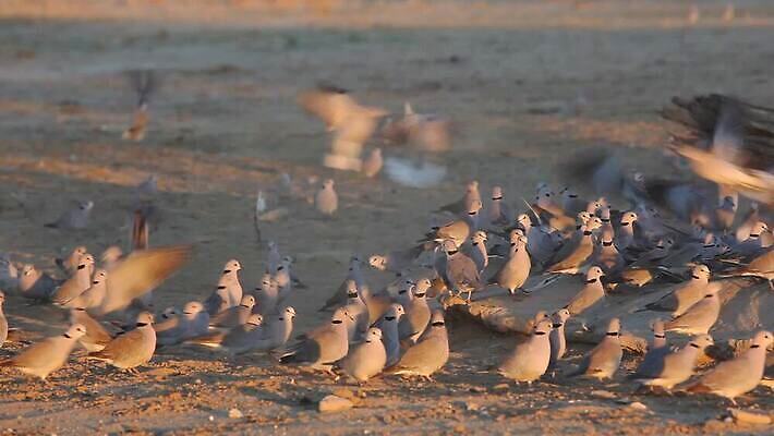 동물 응시 날개 모션 아프리카 자연 조류 사람없음 야외 물 사막 모임 마시기 황무지 깃털 비둘기 내추럴 경보 남아프리카 동물상 생태학 칼라하리 MOV 해외동영상 클립영상 자연요소 시선 교육 나라 조형물 생태계 동영상 파일형식