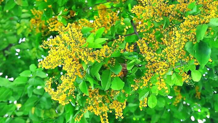 나무 식물 계절 공원 꽃 아시아 컬러 잎 꽃무늬 오렌지 자연 사람없음 목재 초록색 햇빛 태양 노란색 정원 봄 성장 벚꽃 나뭇가지 신선 개화 황금 묘사 아로마 내추럴 버마 MP4 해외동영상 클립영상 자연요소 공공시설 나라 무늬 과일 재료 생태계 동영상 파일형식