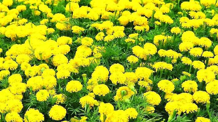 식물 꽃 아시아 문화 백그라운드 자연 동양인 사람없음 장식 초록색 컬러풀 노란색 머리 정원 봄 활발 성장 개화 인도인 원예 내추럴 아즈텍 MP4 해외동영상 클립영상 외국인 계절 나라 컬러 컨셉 인종 취미 신체부위 생태계 동영상 파일형식