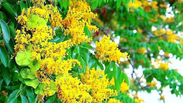 나무 식물 공원 꽃 아시아 잎 꽃무늬 오렌지 자연 사람없음 목재 초록색 노란색 정원 스파 봄 성장 벚꽃 나뭇가지 신선 개화 황금 묘사 질감 아로마 내추럴 버마 안다만 MP4 해외동영상 클립영상 계절 공공시설 나라 바다 컬러 무늬 과일 재료 생태계 동영상 파일형식