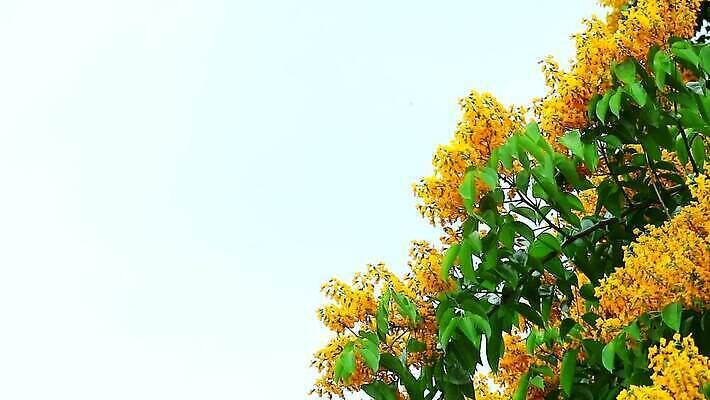 나무 식물 공원 꽃 아시아 잎 꽃무늬 오렌지 자연 사람없음 목재 초록색 노란색 정원 스파 봄 성장 벚꽃 나뭇가지 신선 개화 황금 묘사 질감 아로마 내추럴 버마 안다만 MP4 해외동영상 클립영상 계절 공공시설 나라 바다 컬러 무늬 과일 재료 생태계 동영상 파일형식