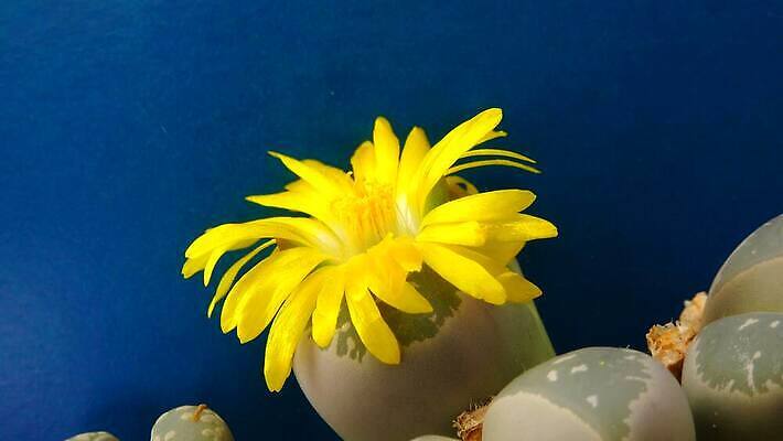 모양 식물 꽃잎 꽃 컬러 백그라운드 잎 패턴 자연 선인장 건조 사람없음 장식 초록색 컬러풀 사막 성장 조약돌 바위 작음 수분 내추럴 나미비아 다육식물 4K MP4 해외동영상 클립영상 무늬 돌_바위 크기 생태계 동영상 남아프리카 파일형식