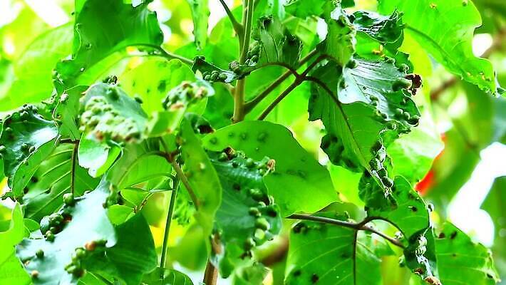 모양 식물 컬러 백그라운드 잎 패턴 과일 자연 표면 사람없음 초록색 스터디 환경 봄 손상 점 해충 그늘 묘사 유기농 질감 생물학 감염 국산 내추럴 이국적 증상 해로움 흉터 MP4 해외동영상 클립영상 웰빙 계절 교육 컨셉 무늬 학습 벌레 상처 생태계 동영상 파일형식