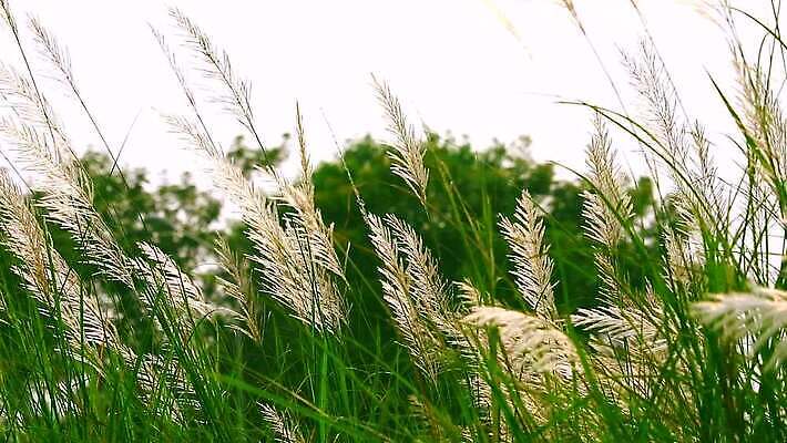 식물 계절 공원 꽃 백그라운드 잎 겨울 밭 자연 하늘 바람 산 씨앗 사람없음 야외 초록색 파란색 농장 갈색 환경 정원 벚꽃 흰색 나뭇가지 시골 신선 잡초 숲 언덕 그네 내추럴 사탕수수 MP4 해외동영상 클립영상 자연요소 나무 공공시설 컬러 농업 날씨 생태계 동영상 파일형식