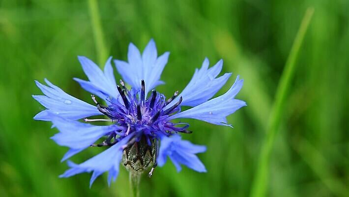 식물 꽃잎 꽃 백그라운드 밭 자연 바람 사람없음 초록색 파란색 봄 들꽃 개화 정상 동영상 내추럴 수레국화 MOV 해외동영상 클립영상 자연요소 계절 컬러 농업 날씨 생태계 파일형식