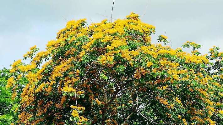 나무 식물 공원 꽃 아시아 잎 꽃무늬 오렌지 자연 사람없음 목재 초록색 노란색 정원 스파 봄 성장 벚꽃 나뭇가지 신선 개화 황금 묘사 질감 아로마 내추럴 버마 안다만 MP4 해외동영상 클립영상 계절 공공시설 나라 바다 컬러 무늬 과일 재료 생태계 동영상 파일형식