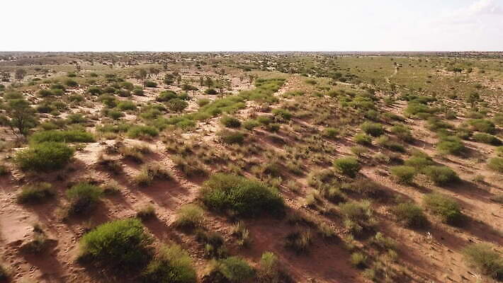 나무 모래 아프리카 건조 안테나 사람없음 사막 가뭄 항공촬영 드론 사바나 칼라하리 4K MOV 해외동영상 클립영상 식물 나라 뷰포인트 통신 날씨 동영상 파일형식