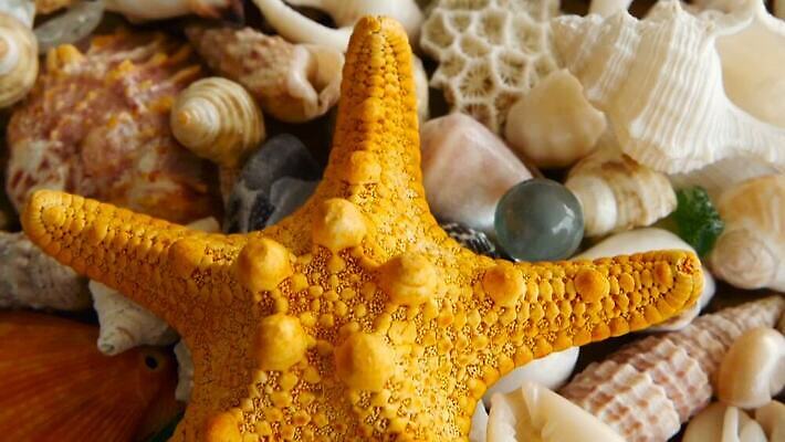 동물 디자인 음식 모래 파도 바다 분홍색 여행 백그라운드 패턴 자연 휴가 조개 불가사리 연체동물 해변 사람없음 장식 여름 파란색 뷰티 갈색 수중 놀람 껍질 흰색 그룹 산호 혼합 수집 해산물 질감 달팽이 베트남 수족관 내추럴 앵무조개 이국적 많음 MOV 해외동영상 클립영상 계절 감정 컬러 컨셉 무늬 어패류 극피동물 무척추동물 표정 동남아시아 자포동물 생태계 동영상 파일형식