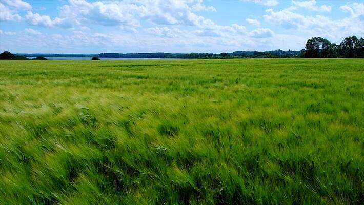 식물 계절 백그라운드 밭 농업 자연 바람 풍경 초원 사람없음 야외 초록색 여름 농장 농경지 환경 봄 수확 성장 시골 낟알 땅 밀 내추럴 밭일 생태학 4K MOV 해외동영상 클립영상 자연요소 교육 산업 컬러 날씨 곡류 생태계 동영상 파일형식