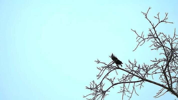 나무 동물 공원 야생동물 컬러 백그라운드 2 노래 자연 조류 하늘 건조 매달리기 사람없음 야외 초록색 물 울타리 컬러풀 갈색 노란색 환경 정원 검은색 흰색 나뭇가지 달콤 숲 큼 인도인 깃털 꼬리 내추럴 바레인 MP4 해외동영상 클립영상 자연요소 외국인 식물 공공시설 음악 중동 모션 동양인 담장 맛 크기 생태계 동영상 파일형식