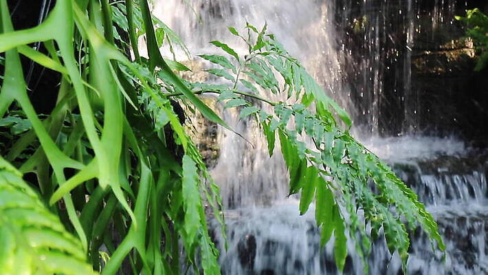 식물 꽃 산업 벽 여행 태국 자연 휴식 조명 주택 사람없음 야외 장식 가로 물 컬러풀 환경 식당 정원 소리 폭포 카페 연못 신선 개울 갑판 분수 원예 조경 열대기후 MOV 해외동영상 클립영상 자연요소 아시아 컬러 컨셉 배_교통 취미 건물 강 상점 생태계 동영상 파일형식