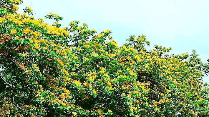 나무 식물 공원 꽃 아시아 잎 꽃무늬 오렌지 자연 사람없음 목재 초록색 노란색 정원 스파 봄 성장 벚꽃 나뭇가지 신선 개화 황금 묘사 질감 아로마 내추럴 버마 안다만 MP4 해외동영상 클립영상 계절 공공시설 나라 바다 컬러 무늬 과일 재료 생태계 동영상 파일형식
