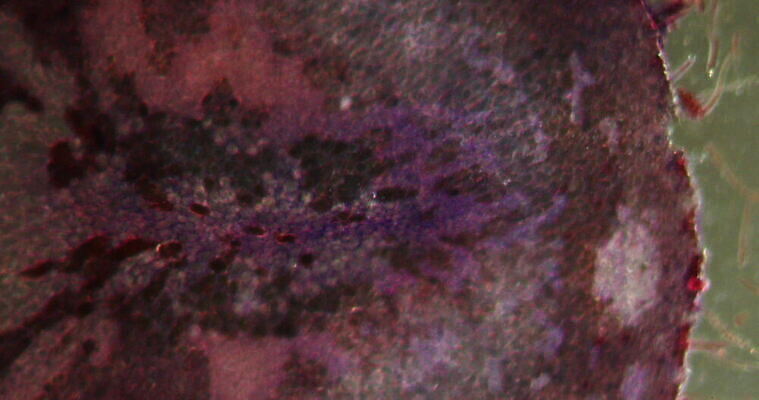 식물 꽃 과학 이동 패턴 세포 사람없음 빨간색 초록색 시험 성장 조직 횡단보도 확대 먹기 밀가루 녹말 지원 개암 4K 현미경관찰 MOV 해외동영상 클립영상 교육 열매 컬러 컨셉 무늬 모션 관찰 보행로 가루 동영상 파일형식