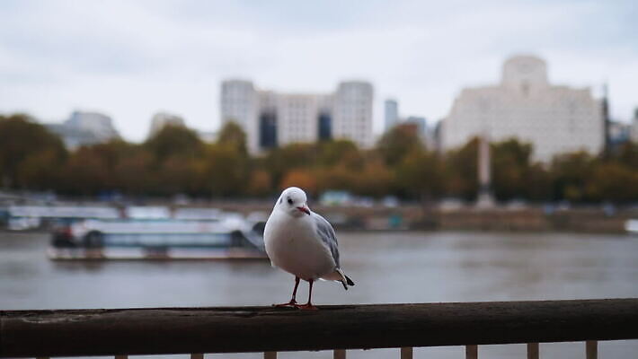 주간 나무 구름 유럽 야생동물 모래 상징 여행 건축양식 난간 갈매기 조류 하늘 아침 파노라마 사람없음 건물 물 빛 강 도시풍경 햇빛 회색 도시 보트 런던 수로 포트 스카이라인 랜드마크 수도권 템스강 4K MOV 해외동영상 클립영상 자연요소 식물 동물 건축물 건축 나라 컬러 배_교통 영국 잉글랜드 촬영기법 풍경 태양 지역 동영상 파일형식