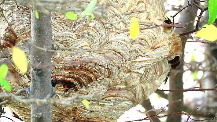 나무 동물 공원 종이 곤충 잎 날개 자연 지붕 매달리기 경비 사람없음 야외 초록색 여름 정원 봄 줄무늬 발코니 분노 나뭇가지 구멍 해충 벌레 둥지 말벌 위험 공격 벌 묘사 먼지 찌르기 벌집 내추럴 공격적 드론 소셜 식민지 MP4 해외동영상 클립영상 식물 계절 공공시설 감정 컬러 컨셉 무늬 모션 안전 보호 벌_곤충 생태계 동영상 파일형식