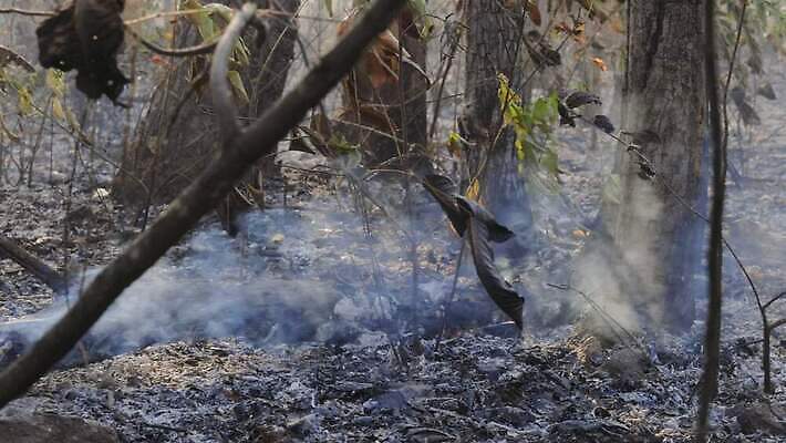 나무 태국 자연 산 건조 동양인 사람없음 야외 환경 손상 뜨거움 황무지 연기 호주 보호 야간 위험 열대우림 캘리포니아 가뭄 온도 브라질 내추럴 생태학 아마존 위기 재 재앙 화상 4K MOV 해외동영상 클립영상 자연요소 식물 교육 아시아 컨셉 날씨 인종 미국 남아메리카 오세아니아 상처 숲 생태계 동영상 파일형식