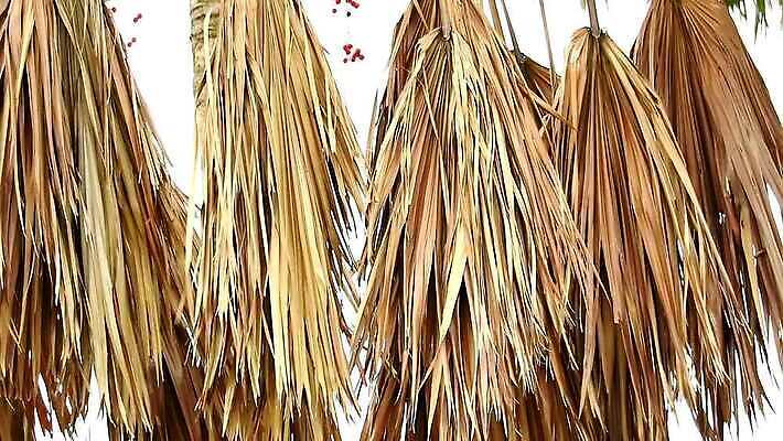 식물 디자인 공원 벽 백그라운드 잎 패턴 건축양식 자연 벽지 하늘 지붕 주택 건조 손바닥 사람없음 야외 목재 장식 뷰티 갈색 노란색 우주 환경 정원 수확 부채 가시 보호 설탕 묘사 그네 질감 밀짚 내추럴 그런지 볏집 원예사 MP4 해외동영상 클립영상 나무 직업 손 공공시설 건축 컬러 컨셉 무늬 농업 재료 건물 짚 생태계 동영상 파일형식