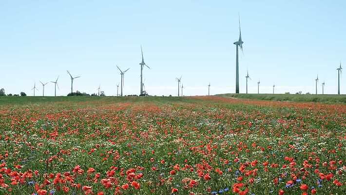계절 꽃잎 꽃 산업 컬러 밭 자연 하늘 바람 사람없음 야외 빨간색 초록색 파란색 컬러풀 햇빛 노란색 맑음 힘 봄 재활용 들꽃 풍차 발전기 벚꽃 시골 개화 흔들림 양귀비 수레국화 캐모마일 4K MOV 해외동영상 클립영상 자연요소 식물 농업 모션 날씨 태양 발전소 허브 친환경 생태계 동영상 파일형식