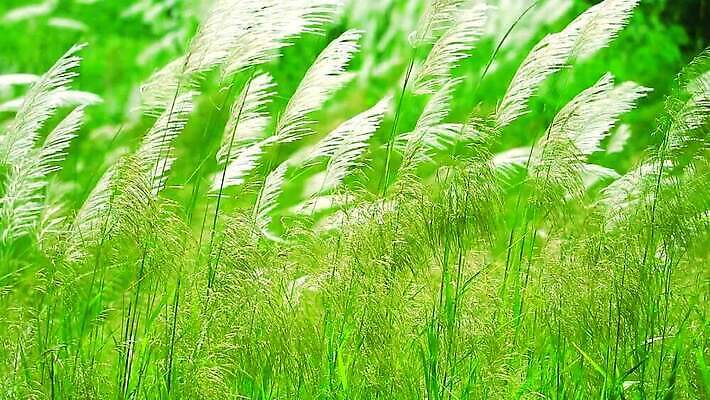 식물 계절 공원 백그라운드 잎 겨울 밭 자연 하늘 바람 산 씨앗 사람없음 야외 초록색 파란색 농장 갈색 환경 정원 벚꽃 흰색 나뭇가지 시골 신선 잡초 숲 언덕 그네 내추럴 사탕수수 MP4 해외동영상 클립영상 자연요소 나무 공공시설 꽃 컬러 농업 날씨 생태계 동영상 파일형식