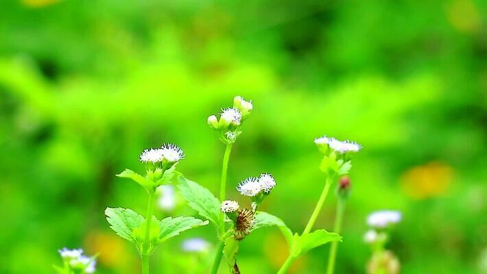 식물 꽃잎 꽃 분홍색 백그라운드 잎 꽃무늬 자연 씨앗 사람없음 야외 치료 초록색 파란색 정원 보라색 봄 벚꽃 흰색 붓 잡초 개화 약초 허브 면도 이익 라일락 내추럴 케랄라주 MP4 해외동영상 클립영상 계절 컬러 무늬 의학 모션 풀_식물 인도_나라 생태계 동영상 파일형식