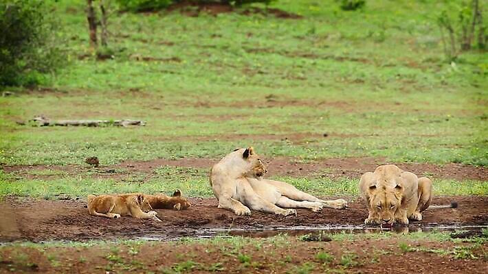 동물 여자 야생동물 새끼 포유류 가족 아프리카 청소년 자연 놀이 엄마 국립공원 사람없음 야외 관광지 고양이 마시기 4 황무지 보호 결합 사자 사파리 육식동물 몸단장 남아프리카 보츠와나 보호구역 암사자 크루거 MOV 해외동영상 클립영상 멸종위기종 공원 나라 여행 컨셉 관계 모션 사람 반려동물 숫자 암컷 생태계 동영상 남아프리카공화국 구역 파일형식