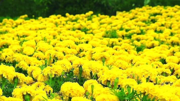 식물 꽃 아시아 문화 백그라운드 자연 동양인 사람없음 장식 초록색 컬러풀 뷰티 노란색 머리 정원 봄 활발 성장 개화 인도인 내추럴 아즈텍 MP4 해외동영상 클립영상 외국인 계절 나라 컬러 컨셉 인종 신체부위 생태계 동영상 파일형식