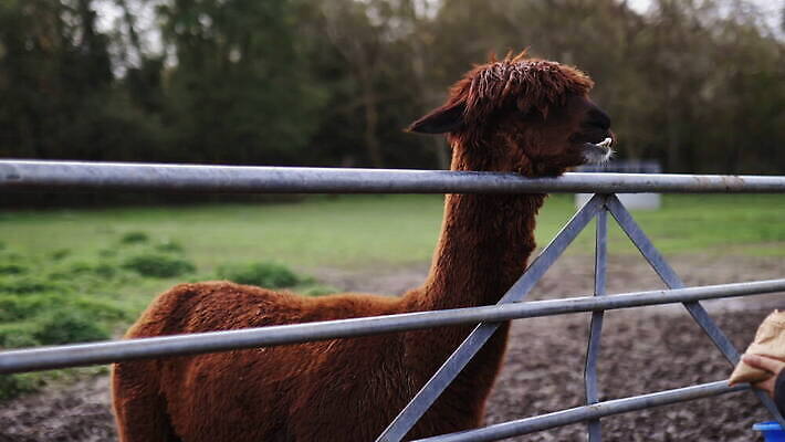 동물 외관 응시 야생동물 백그라운드 농업 포유류 자연 영국 잉글랜드 사람 성인 사람없음 야외 목재 울타리 농장 갈색 환경 금속 시골 먼지 진흙 양모 밭일 알파카 목가 배선 4K MOV 해외동영상 클립영상 나무 시선 유럽 산업 컬러 재료 재질 담장 한자 직물 생태계 동영상 파일형식