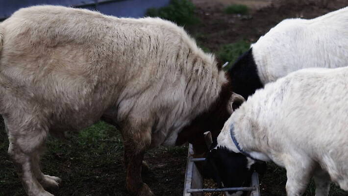 동물 외관 야생동물 농업 포유류 자연 염소 영국 잉글랜드 뿔 성인 사람없음 야외 목재 울타리 농장 갈색 환경 흰색 시골 양 먹이 먼지 철사 진흙 반추동물 목가 4K MOV 해외동영상 클립영상 나무 유럽 산업 컬러 재료 사람 담장 생태계 동영상 파일형식
