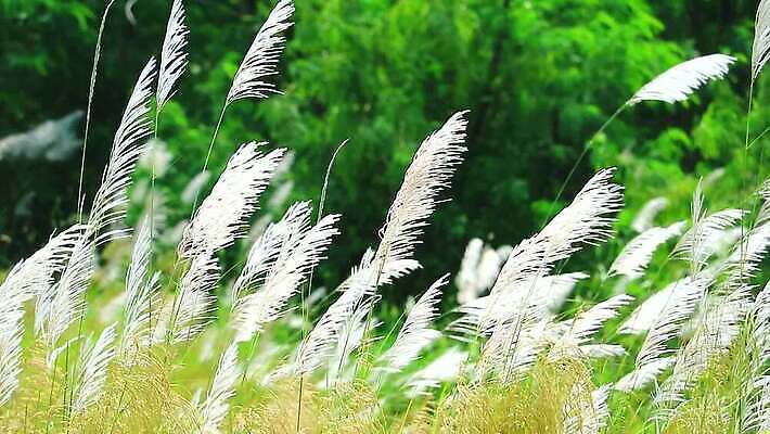 식물 계절 공원 꽃 백그라운드 잎 겨울 밭 자연 하늘 바람 산 씨앗 사람없음 야외 초록색 파란색 농장 갈색 환경 정원 벚꽃 흰색 나뭇가지 시골 신선 잡초 숲 언덕 그네 내추럴 사탕수수 MP4 해외동영상 클립영상 자연요소 나무 공공시설 컬러 농업 날씨 생태계 동영상 파일형식