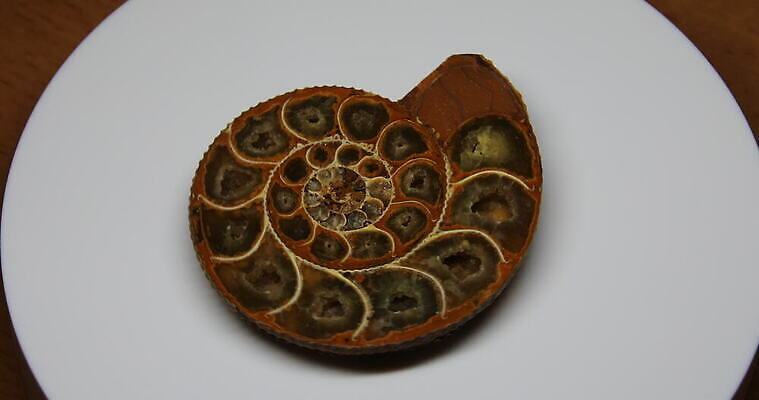 동물 야생동물 바다 자연 유물 생물 연체동물 독일 나선형 사람없음 반짝임 수영 골동품 껍질 역사 오브젝트 박물관 생물학 화석 고생물 판화 선사시대 내추럴 기간 동물상 지질학 쥬라기 4K MOV 해외동영상 클립영상 전통 교육 유럽 무늬 모션 무척추동물 미술 조형물 수상스포츠 생태계 동영상 파일형식