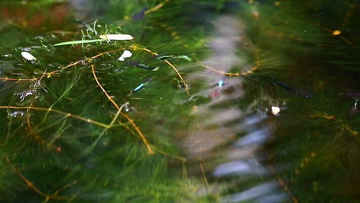 동물 디자인 드레스 여자 남자 바다 컬러 백그라운드 이동 자연 어류 취미 사람없음 장식 빨간색 물 파란색 반려동물 치마 유행 검은색 수중 수영 희망 신선 고급 우아함 공작 작음 피부 꼬리 탱크 수족관 강렬 고립 기르기 깊이 민물 수유 MP4 해외동영상 클립영상 자연요소 옷 감정 컨셉 조류 하의 사람 신체부위 수중동물 수상스포츠 크기 생태계 동영상 돌봄 파일형식