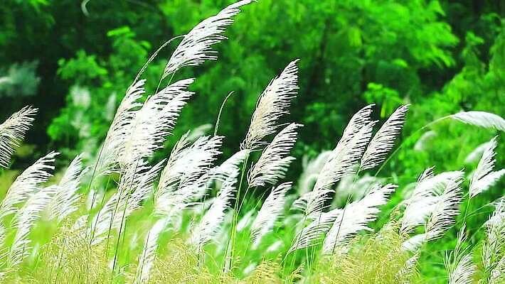 식물 계절 공원 꽃 백그라운드 잎 겨울 밭 자연 하늘 바람 산 씨앗 사람없음 야외 초록색 파란색 농장 갈색 환경 정원 벚꽃 흰색 나뭇가지 시골 신선 잡초 숲 언덕 그네 내추럴 사탕수수 MP4 해외동영상 클립영상 자연요소 나무 공공시설 컬러 농업 날씨 생태계 동영상 파일형식