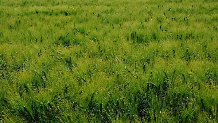 식물 계절 백그라운드 밭 농업 자연 바람 사람없음 야외 초록색 농장 농경지 환경 봄 수확 성장 시골 낟알 땅 밀 내추럴 밭일 생태학 4K MOV 해외동영상 클립영상 자연요소 교육 산업 컬러 날씨 곡류 생태계 동영상 파일형식