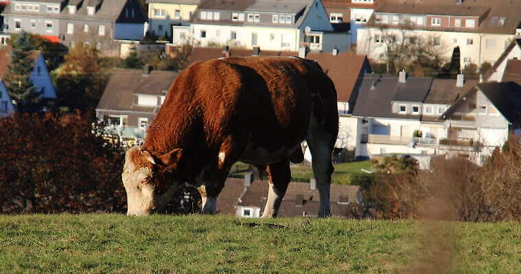 동물 자연 뿔 초원 사람없음 초록색 파란색 갈색 흰색 소 숲 먹기 유기농 찰과상 4K MOV 해외동영상 클립영상 웰빙 컬러 포유류 모션 상처 생태계 동영상 파일형식