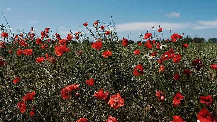 계절 꽃잎 꽃 산업 컬러 밭 자연 하늘 바람 사람없음 야외 빨간색 초록색 파란색 컬러풀 햇빛 노란색 맑음 힘 봄 재활용 들꽃 풍차 발전기 벚꽃 시골 개화 흔들림 양귀비 수레국화 캐모마일 4K MOV 해외동영상 클립영상 자연요소 식물 농업 모션 날씨 태양 발전소 허브 친환경 생태계 동영상 파일형식