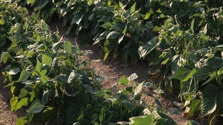 식물 줄 음식 잎 밭 농업 채소 자연 콩 건강 사람없음 야외 초록색 여름 농장 정원 농사 흙 수확 성장 신선 땅 유기농 포도나무 내추럴 꼬투리 땅바닥 4K MOV 해외동영상 클립영상 웰빙 계절 산업 컬러 곡류 바닥 과일나무 생태계 동영상 파일형식