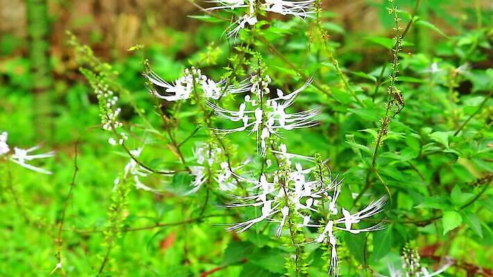 나무 식물 전통 디자인 계절 꽃 컬러 백그라운드 잎 꽃무늬 자연 수염 건강 사람없음 야외 초록색 여름 빛 노란색 환경 정원 고양이 봄 벚꽃 흰색 대접 신선 혈액 신장 차 약초 허브 내추럴 당뇨병 압력 줄이기 헬프 MP4 해외동영상 클립영상 음료 무늬 포유류 모션 반려동물 도움 풀_식물 비뇨기관 질병 생태계 동영상 파일형식