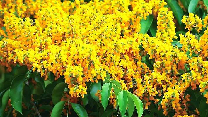 나무 식물 공원 꽃 아시아 잎 꽃무늬 오렌지 자연 사람없음 목재 초록색 노란색 정원 스파 봄 성장 벚꽃 나뭇가지 신선 개화 황금 묘사 질감 아로마 내추럴 버마 안다만 MP4 해외동영상 클립영상 계절 공공시설 나라 바다 컬러 무늬 과일 재료 생태계 동영상 파일형식