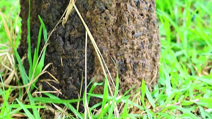 나무 동물 야생동물 곤충 백그라운드 패턴 자연 표면 노동자 주택 사람없음 야외 목재 물 갈색 성당 정원 흙 손상 흰색 거친 그룹 황무지 터널 닫기 해충 벌레 둥지 떨어짐 숲 큼 천 언덕 부식 질감 개미 병정 내추럴 수목 식민지 썩음 MP4 해외동영상 클립영상 자연요소 식물 직업 길 컬러 컨셉 무늬 재료 종교건축 모션 건물 직물 크기 생태계 동영상 파일형식