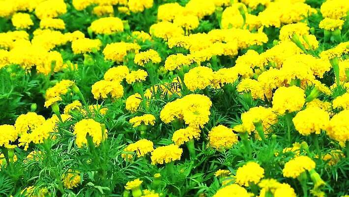 식물 꽃 아시아 문화 백그라운드 자연 동양인 사람없음 장식 초록색 컬러풀 노란색 머리 정원 봄 활발 성장 개화 인도인 원예 내추럴 아즈텍 MP4 해외동영상 클립영상 외국인 계절 나라 컬러 컨셉 인종 취미 신체부위 생태계 동영상 파일형식