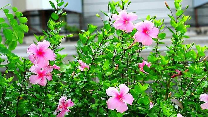 나무 식물 공원 꽃잎 꽃 분홍색 컬러 백그라운드 잎 꽃무늬 패턴 자연 건강 동양인 사람없음 장식 빨간색 초록색 컬러풀 장미 노란색 정원 중국 봄 벚꽃 나뭇가지 신선 개화 닫기 낟알 허브 싱글 꽃가루 내추럴 아욱 히비스커스 MP4 해외동영상 클립영상 계절 공공시설 아시아 무늬 모션 인종 가루 생태계 동영상 파일형식