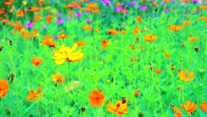 식물 계절 공원 꽃잎 꽃 컬러 백그라운드 잎 꽃무늬 밭 오렌지 자연 국화 사람없음 야외 장식 초록색 컬러풀 햇빛 노란색 환경 정원 봄 성장 벚꽃 시골 신선 개화 묘사 꽃가루 내추럴 유황 MP4 해외동영상 클립영상 공공시설 무늬 농업 과일 태양 가루 생태계 동영상 파일형식
