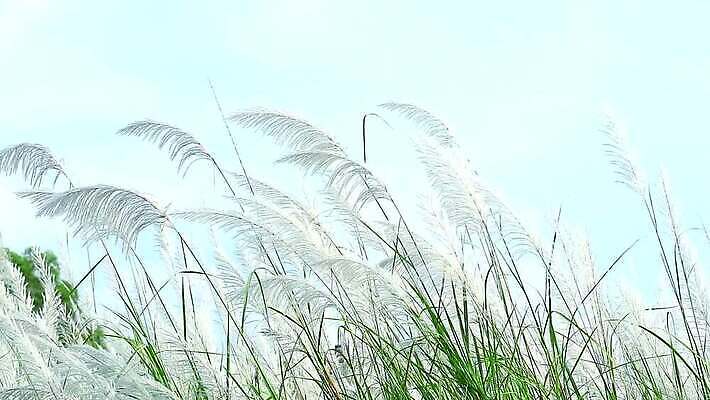 식물 계절 공원 꽃 백그라운드 잎 겨울 밭 자연 하늘 바람 산 씨앗 사람없음 야외 초록색 파란색 농장 갈색 환경 정원 벚꽃 흰색 나뭇가지 시골 신선 잡초 숲 언덕 그네 내추럴 사탕수수 MP4 해외동영상 클립영상 자연요소 나무 공공시설 컬러 농업 날씨 생태계 동영상 파일형식