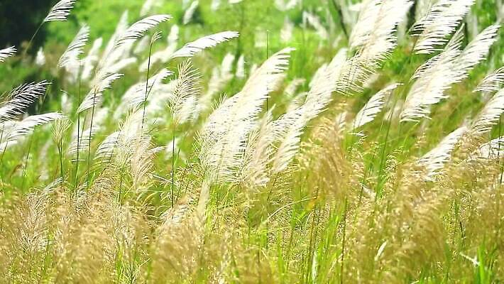 식물 계절 공원 꽃 백그라운드 잎 겨울 밭 자연 하늘 바람 산 씨앗 사람없음 야외 초록색 파란색 농장 갈색 환경 정원 벚꽃 흰색 나뭇가지 시골 신선 잡초 숲 언덕 그네 내추럴 사탕수수 MP4 해외동영상 클립영상 자연요소 나무 공공시설 컬러 농업 날씨 생태계 동영상 파일형식
