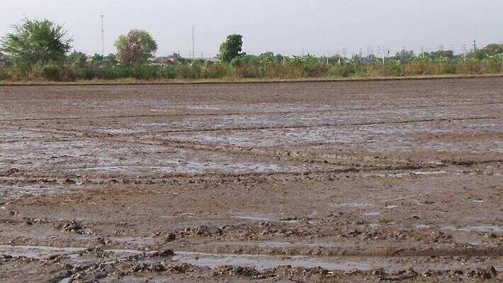 식물 계절 지구 백그라운드 잎 농업 태국 자연 풍경 사람없음 야외 초록색 물 농장 농경지 환경 흙 젖음 시골 땅 진흙 내추럴 논밭 땅바닥 밭일 MOV 해외동영상 클립영상 자연요소 산업 아시아 컬러 밭 바닥 논 생태계 동영상 파일형식
