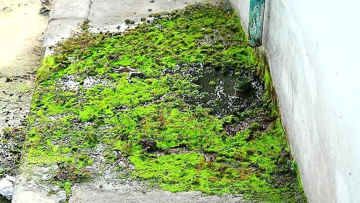 식물 산업 벽 백그라운드 컨셉 잎 생각 자연 주택 아이디어 이끼 사람없음 야외 초록색 물 강 환경 정원 젖음 흐름 도시 개울 오염 폐기물 위험 파이프 긍정 먼지 진흙 튜브 낭비 내추럴 배수구 땅바닥 콘크리트 파이프라인 폐수 하수 생존 자극 MP4 해외동영상 클립영상 자연요소 컬러 바닥 건물 환경오염 쓰레기 생태계 파이프_관 동영상 파일형식