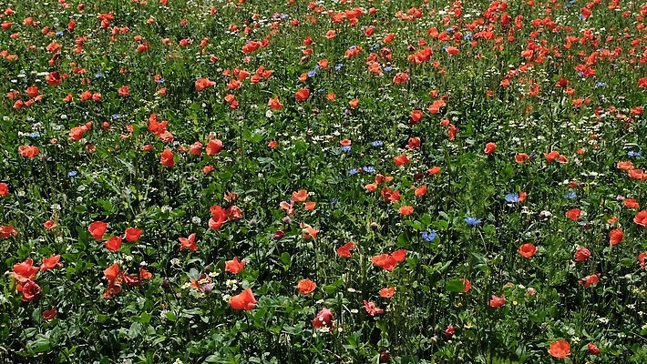 계절 꽃잎 꽃 산업 컬러 밭 자연 하늘 바람 사람없음 야외 빨간색 초록색 파란색 컬러풀 햇빛 노란색 맑음 힘 봄 재활용 들꽃 풍차 발전기 벚꽃 시골 개화 흔들림 양귀비 수레국화 캐모마일 4K MOV 해외동영상 클립영상 자연요소 식물 농업 모션 날씨 태양 발전소 허브 친환경 생태계 동영상 파일형식